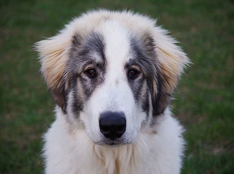 saint shepherd dog large breed and family-friendly