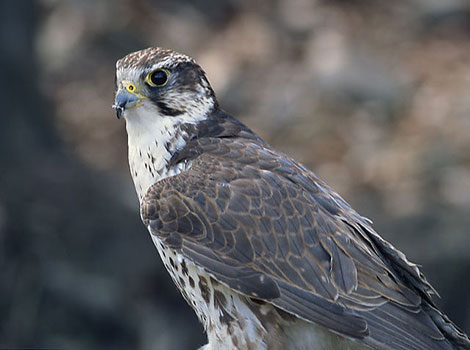 saker falcon and hunting bird in natural habitat