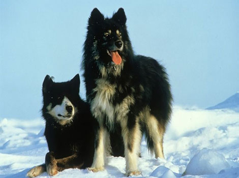 sakhalin husky and endurance in snowy conditions