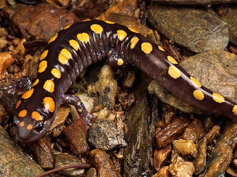 salamander black and yellow pattern in forest habitat