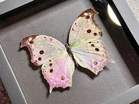 salamis parhassus butterfly with pearly white wings