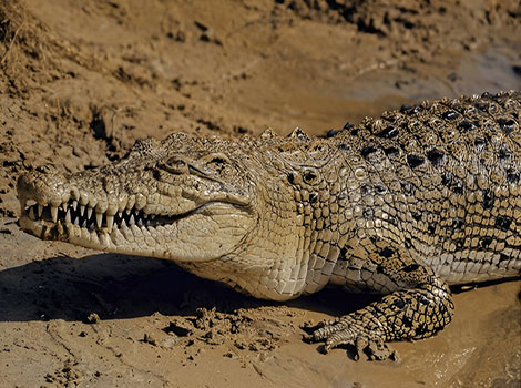saltwater crocodile aquatic habitat and powerful jaws