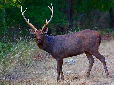 sambar deer with muscular build standing in tall grass