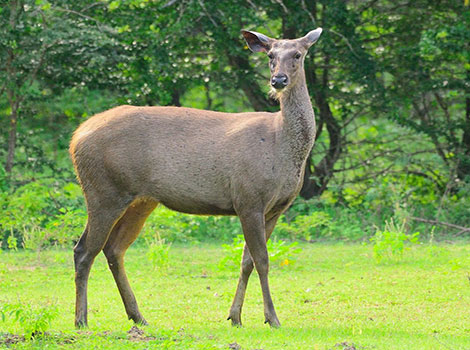 sambar deer with large antlers standing in forest