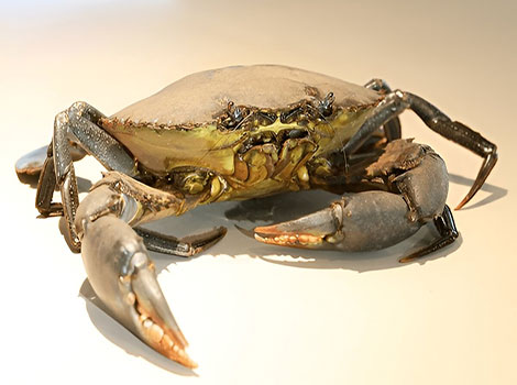 samoan crab and freshwater habitat crustacean