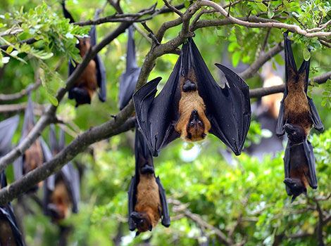 samoan flying fox with brown body and diurnal habits