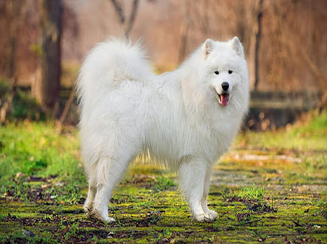 samoyed with thick white coat and Siberian heritage