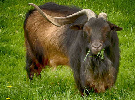 san clemente goat heritage breed and island habitat adaptations