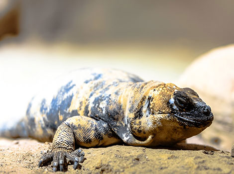 san esteban chuckwalla and desert herbivorous lizard
