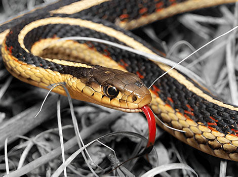 san francisco garter snake and brightly colored reptile