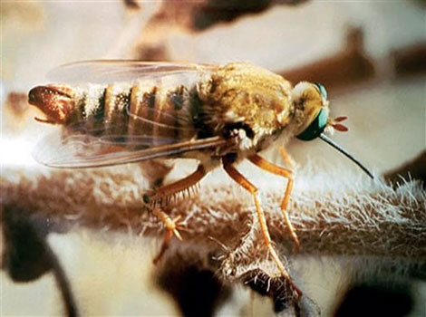 san joaquin fly nectar feeding and meadow habitat
