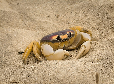 sand crab hard exoskeleton and burrowing ability