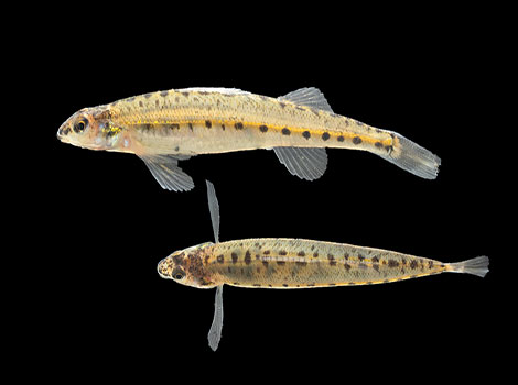 sand darter sandy riverbed and swift current habitat