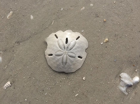 sand dollar seafloor habitat and spiny surface