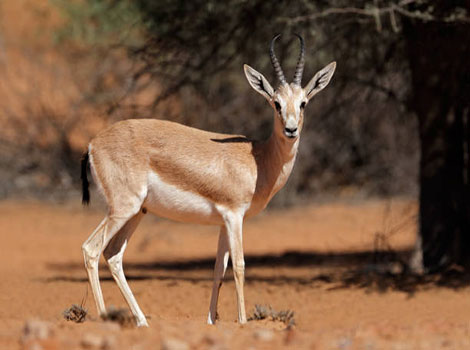 sand gazelle desert survival and unique twin-birth behavior