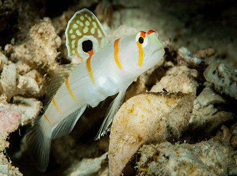 sand goby and shallow water fish species