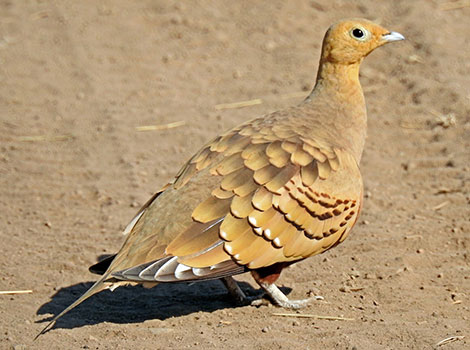 sand grouse and semi-desert bird species