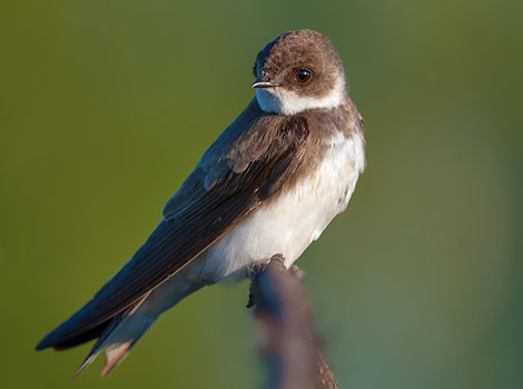 sand martin riverbank nesting and foraging