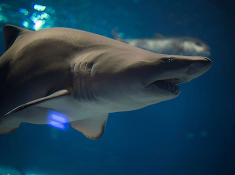 sand tiger shark and reef habitat