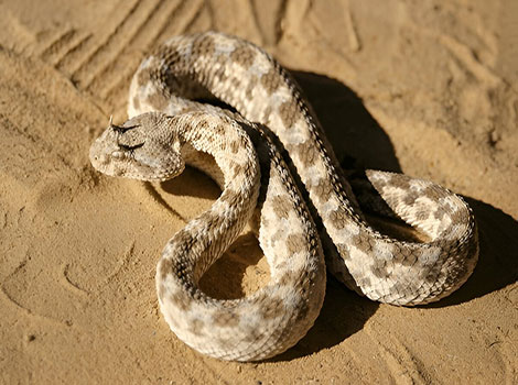 sand viper and desert-dwelling venomous snake