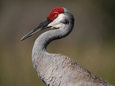sandhill crane and freshwater wetlands