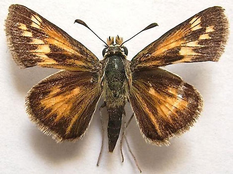 sandhill skipper and butterfly habitat