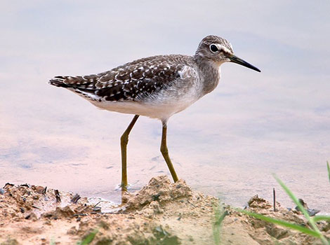 sandpiper wading along shoreline with brown and white plumage