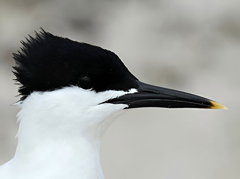 sandwich tern and marine fish predator