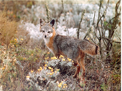 santa catalina island fox and docile behavior
