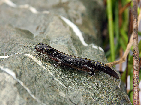 santa cruz salamander and vibrant markings