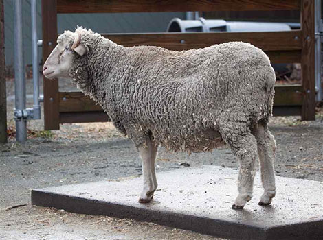 santa cruz sheep grazing with shaggy wool coat