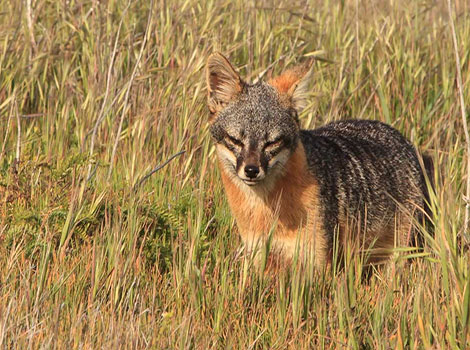 santa rosa island fox small size and channel island habitat
