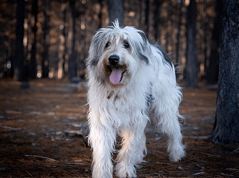 sapsali korean breed and ghost hunter dog