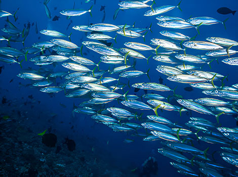 sardines and schooling fish in marine habitat