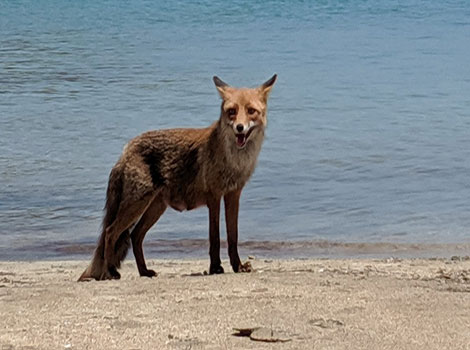 sardinian fox and monogamous mammalian predator