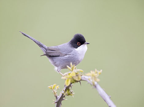 sardinian warbler male and Mediterranean habitat