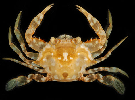 sargassum swimming crab seaweed habitat and camouflage behavior