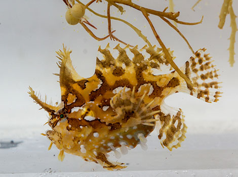 sargassum fish seaweed habitat and camouflage