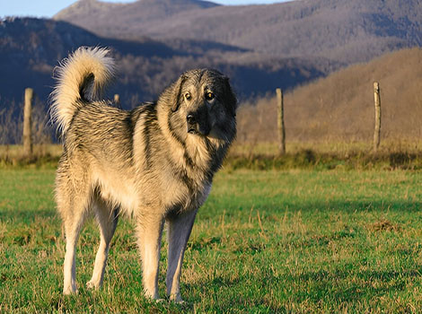 sarplaninac dog with thick coat guarding in mountain