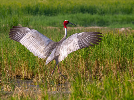 sarus crane wetland habitat and monogamous behavior