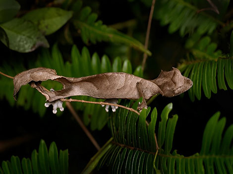 satanic leaf-tailed gecko mimicry and leaf-like tail