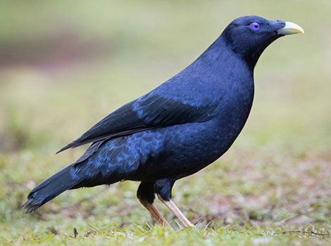 satin bowerbird and courtship ritual