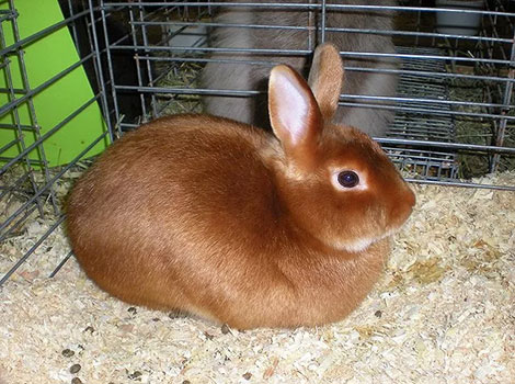 satin rabbit and show-quality domestic pet
