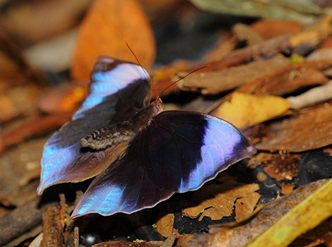 saturn butterfly jungle insect and cryptic camouflage