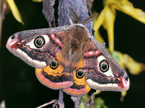 saturniidae moth eyespot wings and rainforest habitat