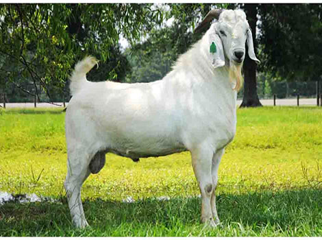 savanna goat with white coat and dark skin in a pasture