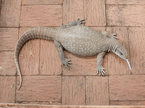 savannah monitor lizard ground-dwelling and burrowing behavior