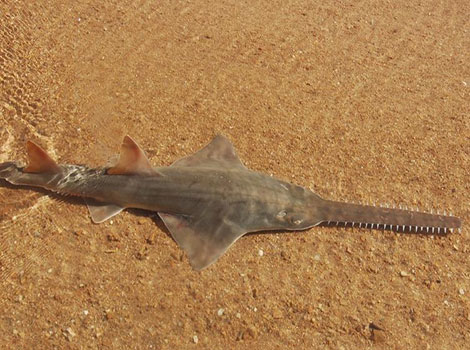 sawfish shallow water habitat and rostrum hunting behavior