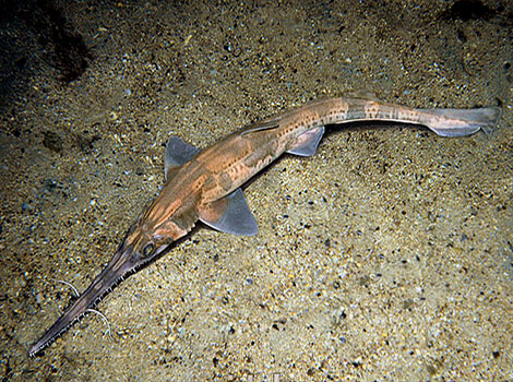 sawshark ocean habitat and toothed rostrum