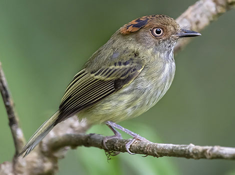 scale-crested pygmy tyrant shaggy crest and tropical forest habitat
